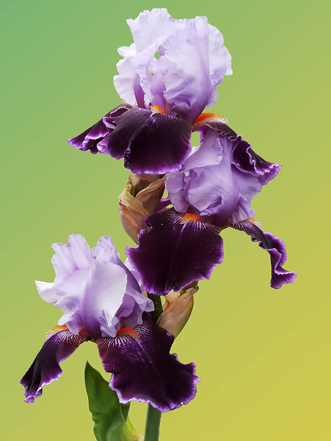 Iris 'Magic Man' 6